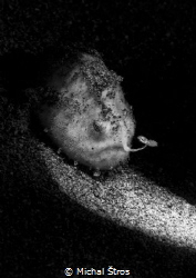 On the hunt (juvenile frogfish) by Michal Štros 